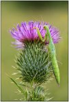 207 - MANTIS RELIGIOSA 2 - BODRY GASTON - luxembourg <div